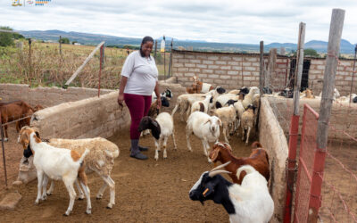 Incubation programme helps local farmers grow sustainable enterprises